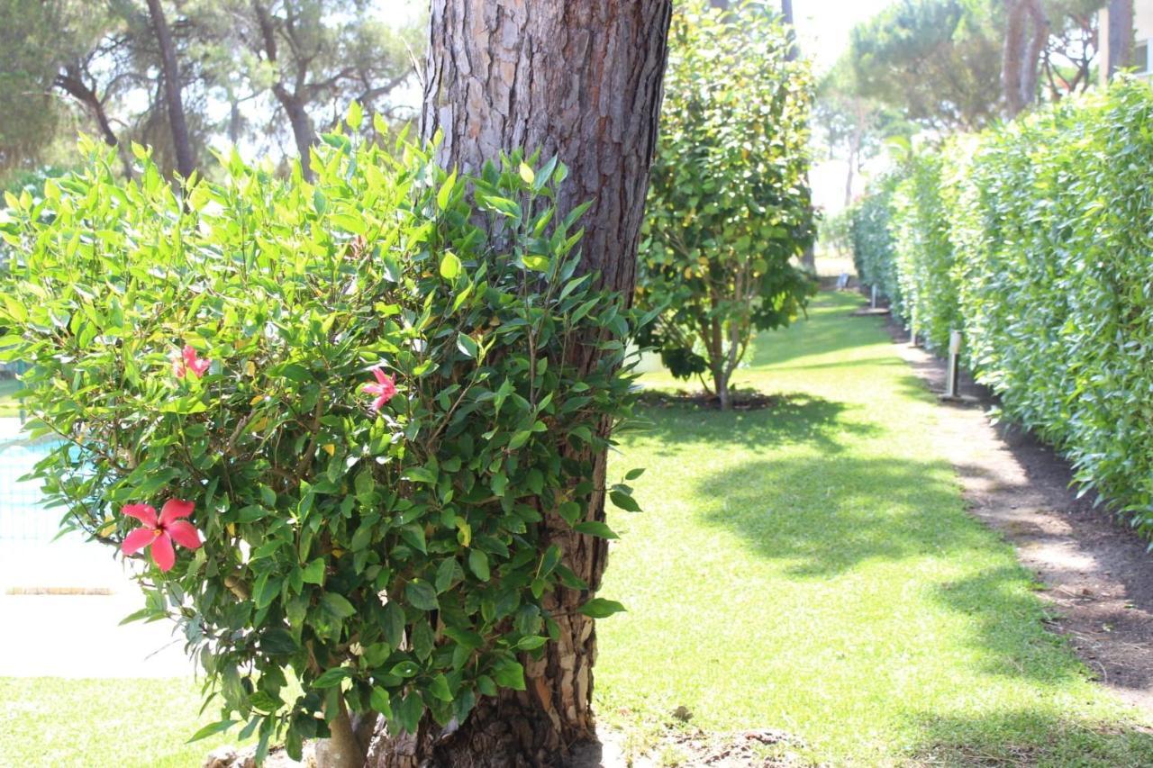 The Pinewood *